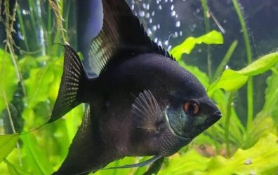 Ram419 - June 2024 Fish of the Month Winner (Cichlids)