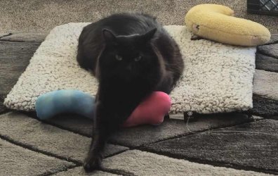 Coolysd - March 2025 Pet of the Month Winner