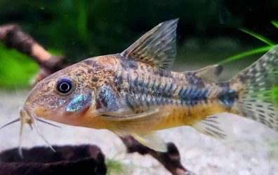 CassCats - April 2025 Fish of the Month Winner(Corydoras)