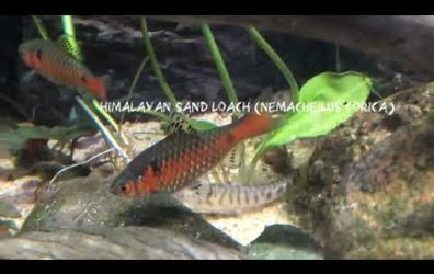 WhistlingBadger - May 2025 Tank of the Month Winner