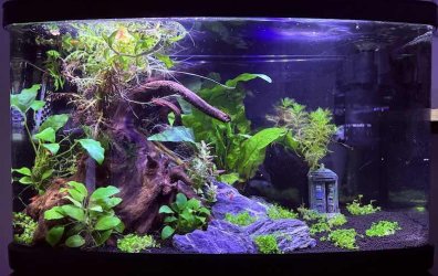 Bluebubbles - June 2025 Tank of the Month Winner