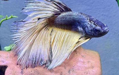 Oscar Betta - June 2025 Fish of the Month Winner(Bettas)