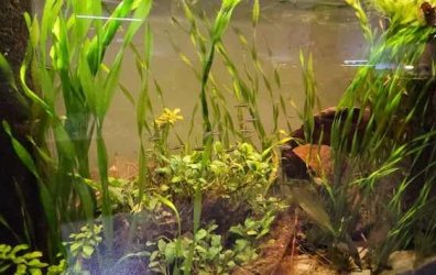 anewbie - July 2025 Tank of the Month Winner