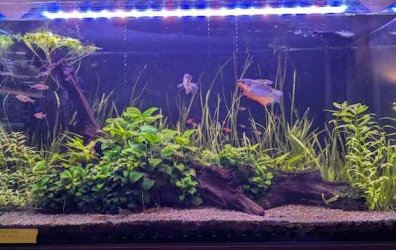 Aharries - August 2025 Tank of the Month Winner