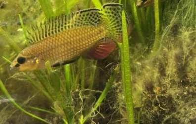 🐡 GaryE - August 2025 Fish of the Month Winner(Cichlids)
