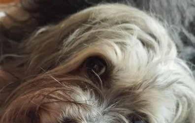 Abaddon - October 2025 Pet of the Month Winner