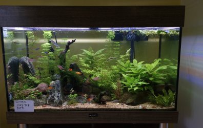 JuliaAndFish co. - October 2025 Tank of the Month Winner
