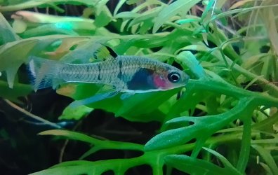 Abaddon - October 2025 Fish of the Month Winner(Livebearers)