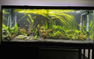 FishBR - November 2025 Tank of the Month Winner