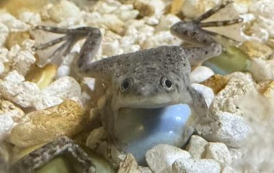 gwand - November 2025 Pet of the Month Winner