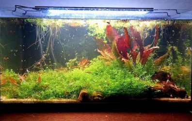 f_luxus - December 2025 Tank of the Month Winner