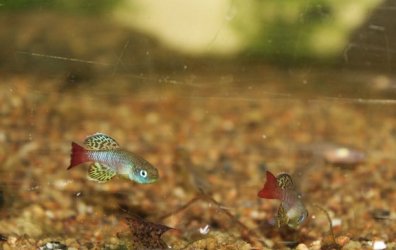 GaryE - December 2025 Fish of the Month Winner(Any fish)