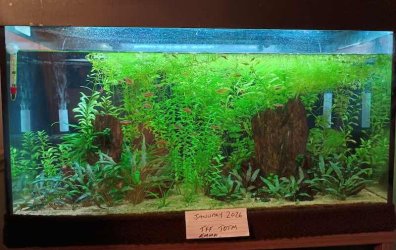 EmmaS - January 2026 Tank of the Month Winner