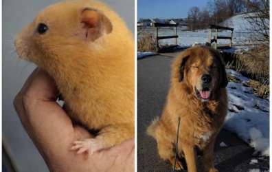 Gertrudae and otterblue - January 2026 Pet of the Month Winners