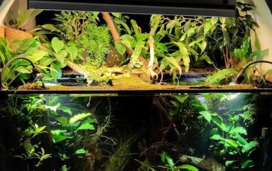 Gertrudae - February 2026 Tank of the Month Winner