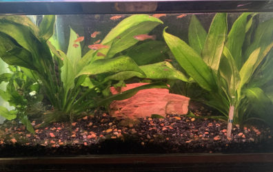 Innesfan - March 2026 Tank of the Month Winner