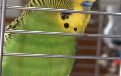 Whitecloudminnowguy09 - March 2026 Pet of the Month Winners