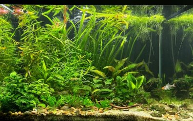 MattW - April 2026 Tank of the Month Winner