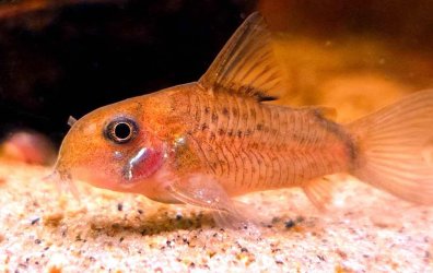 CassCats - April 2026 Fish of the Month Winner(Corydoras)