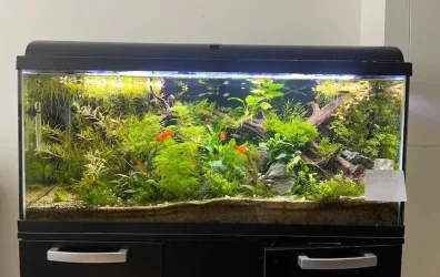 FishFriend0 - May 2026 Tank of the Month Winner