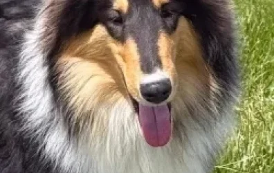 bgarthe - May 2026 Pet of the Month Winner