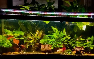 gwand - July 2026 Tank of the Month Winner