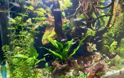Fattyfish - August 2026 Tank of the Month Winner