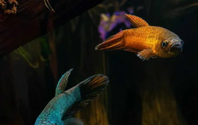JuiceBox52 - April 2026 Fish of the Month Winner(Bettas)