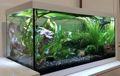 Helina - September 2026 Tank of the Month Winner