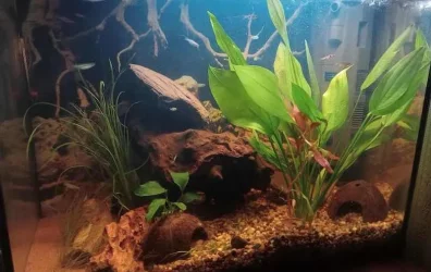Jennet - October 2026 Tank of the Month Winner