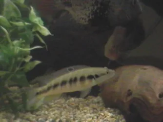 Pike.webp