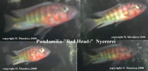 pundamiliaredheadny.webp