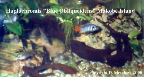 Haplochromis_Blue_Obliquidens_Makobe_Island.webp