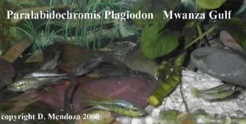 Paralabidochromis_plagiodon_Mwanza_Gulf.webp