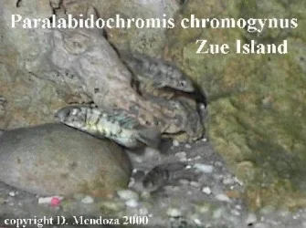 paralabidochromis_chromogynus.webp