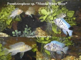 MFMwhiteblaza2.webp