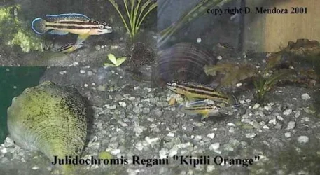 reganiorange.webp