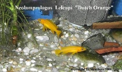 orange.JPG