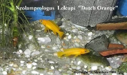 orange.webp
