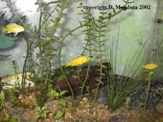 elecyellow.webp