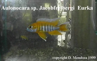Aulonocara_sp_jacobfreibergi__Eureka.webp