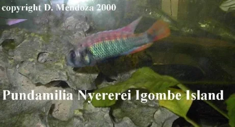 igombeislandnyererei1.webp