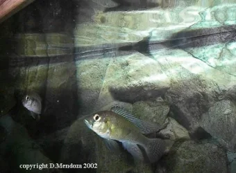 at_home.webp