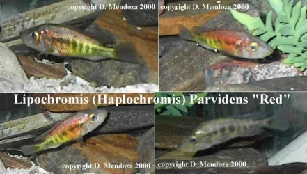 Lipochromis_ParvidensRed.webp
