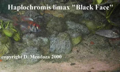 Hap._Limax_BlkFace.webp