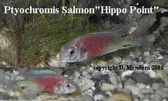 salmonnew.webp