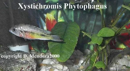 Xystichromis_Phytophagus.webp
