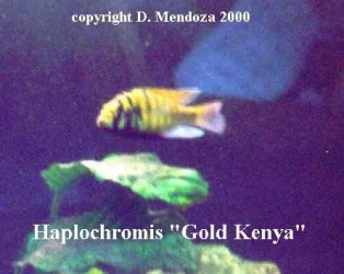Haplochromis_Gold_kenya..webp