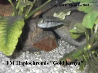 Fm_gold_kenya.webp