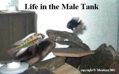 lifeinthemaletank.webp
